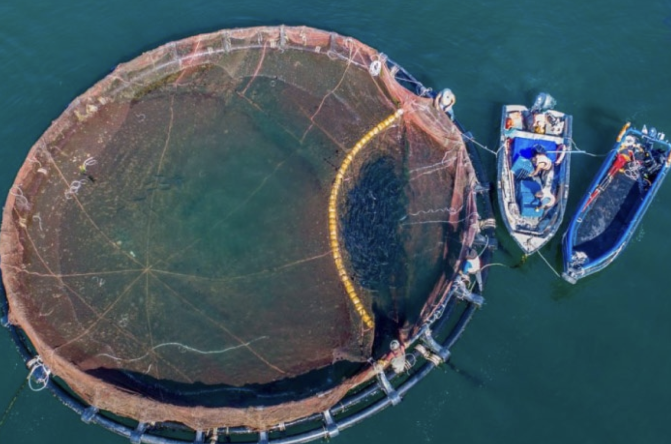 Redes de cobre frente a polietileno en la acuicultura mediterránea: ¿Un paso hacia la sostenibilidad?